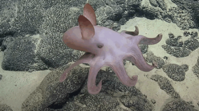 ​Nautilus团队利用ROV拍摄到深海巨型“小飞象”章鱼