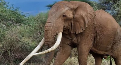 ​拥有最大象牙的肯尼亚50岁大象“蒂姆”死亡