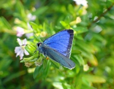 ​栖息于日本小笠原群岛的蝴蝶——“小笠原琉璃灰蝶”可能已绝种