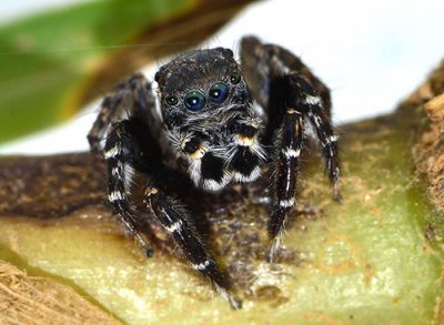 ​澳大利亚新蜘蛛“Jotus karllagerfeldi”纪念老佛爷卡尔·拉格斐（Karl Lagerfeld