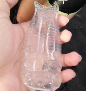 ​菲律宾海滩发现奇异“塑料瓶”海洋生物“萨尔帕”