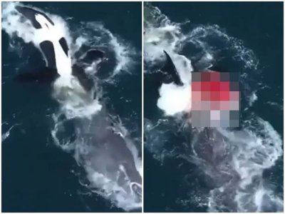 ​美国加州海岸9公尺长灰鲸遭5头虎鲸攻击 舌头被扯下来