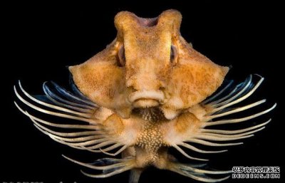​诡异深海“怪物”探秘加州深海