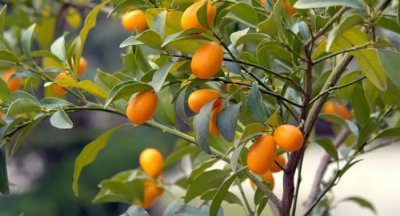 ​柑橘类水果中的金桔竟能抗癌！