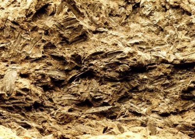 ​浙江省浦江县上山考古遗址发现1万年前具有驯化特征的水稻植硅体