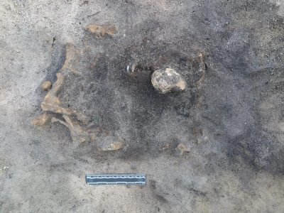 ​瑞典南部瑟尔沃斯堡石器时代遗址发现8400年前的陪葬狗 属于古代的格雷伊猎犬