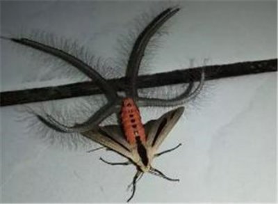 ​世界上最恐怖的飞蛾,来自地狱的生物