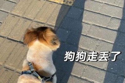 ​狗狗走丢最迟多久会自己回来（狗丢了如何快速找回）