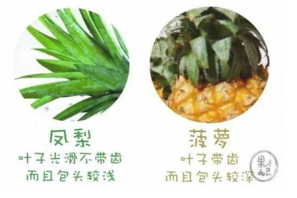 怎么区分菠萝和凤梨 菠萝和凤梨有什么不同