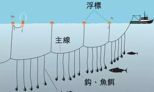 世界上最名贵的鱼，价值上千万被誉为海上熊猫，如今却快要灭绝