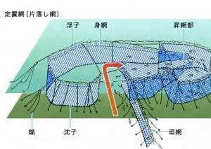 世界上最名贵的鱼，价值上千万被誉为海上熊猫，如今却快要灭绝