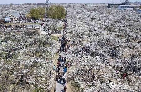 震撼！砀山县近百万亩梨花怒放