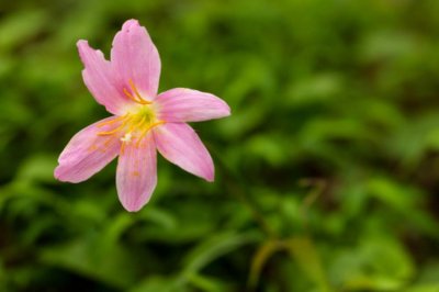 ​风雨兰花谢后如何处理