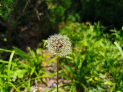 ​蒲公英是花还是草，蒲公英是一种什么样的草