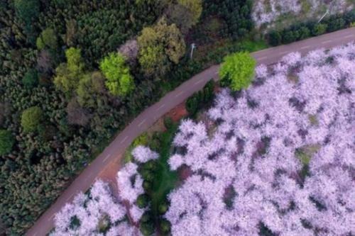 全球最大的樱花基地！不在日本就藏在国内，漫天粉色惊艳世界