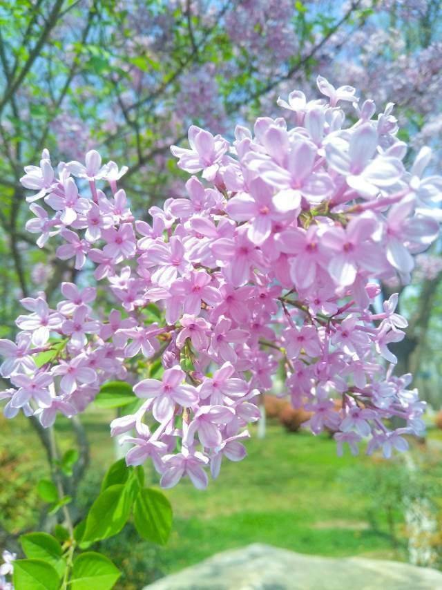 中国各城市市花，都在这里了，看看你所在的城市是什么花吧！