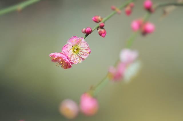 中国各城市市花，都在这里了，看看你所在的城市是什么花吧！