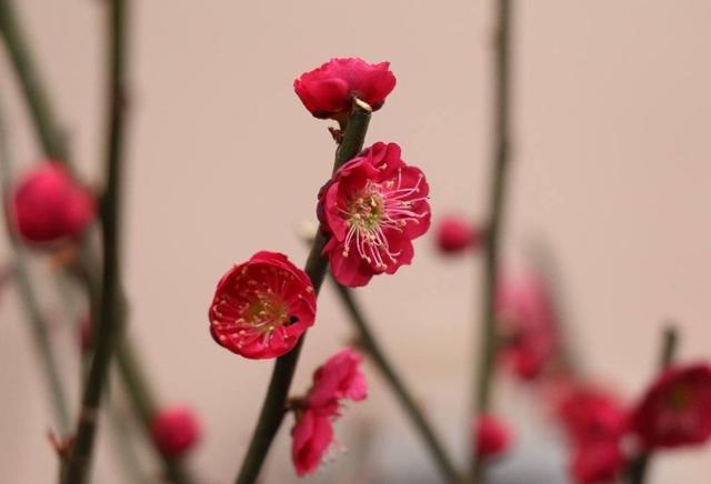 中国各城市市花，都在这里了，看看你所在的城市是什么花吧！