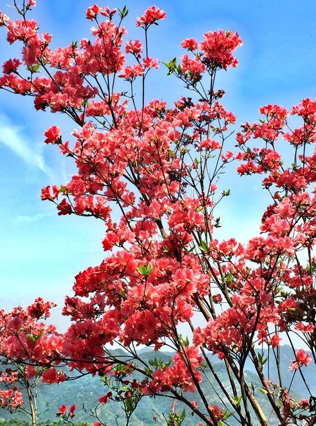 中国各城市市花，都在这里了，看看你所在的城市是什么花吧！