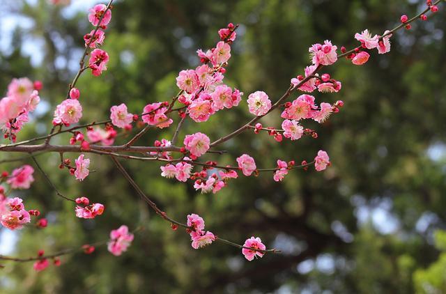 中国各城市市花，都在这里了，看看你所在的城市是什么花吧！