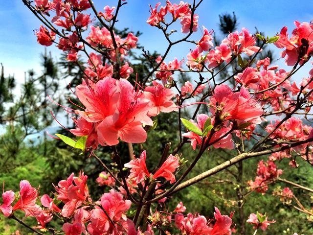 中国各城市市花，都在这里了，看看你所在的城市是什么花吧！