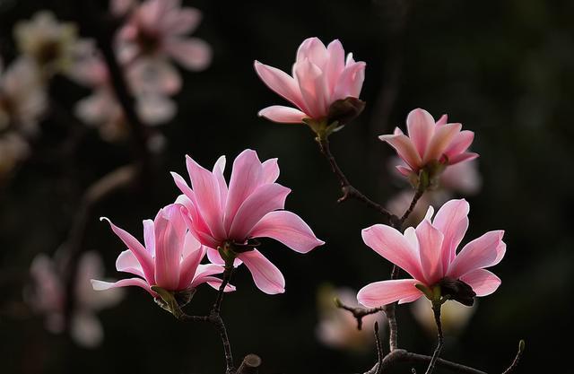 中国各城市市花，都在这里了，看看你所在的城市是什么花吧！