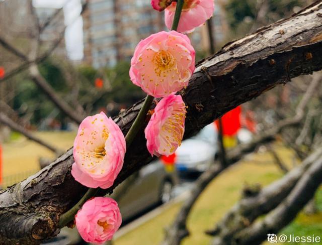 中国各城市市花，都在这里了，看看你所在的城市是什么花吧！