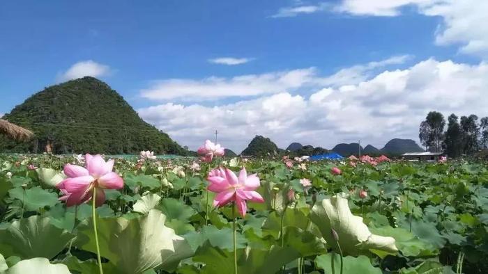 云南◆罗平----最壮观油菜花海