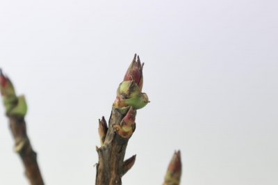 ​牡丹国色天香，但是总不开花，快看看是不是浇水出了问题