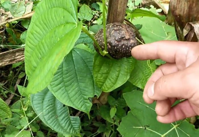 这种田间地头常见的植物，果实形似土豆，加工成药材价格不便宜