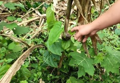 ​这种田间地头常见的植物，果实形似土豆，加工成药材价格不便宜