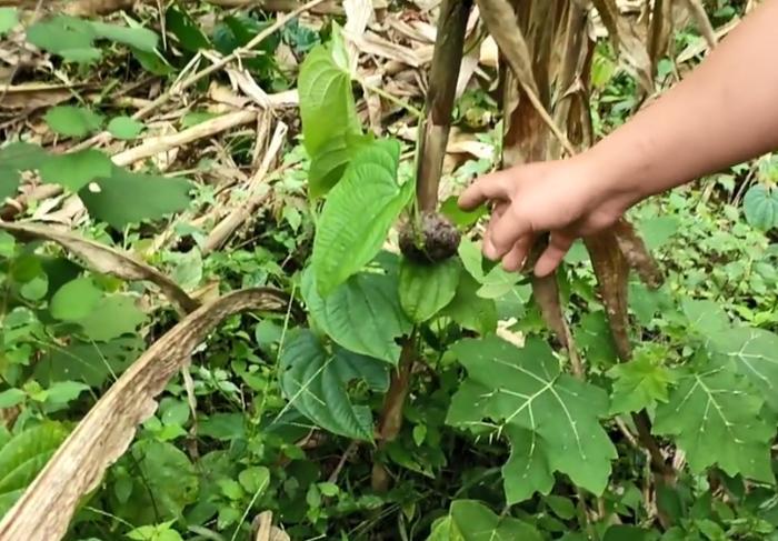 这种田间地头常见的植物，果实形似土豆，加工成药材价格不便宜