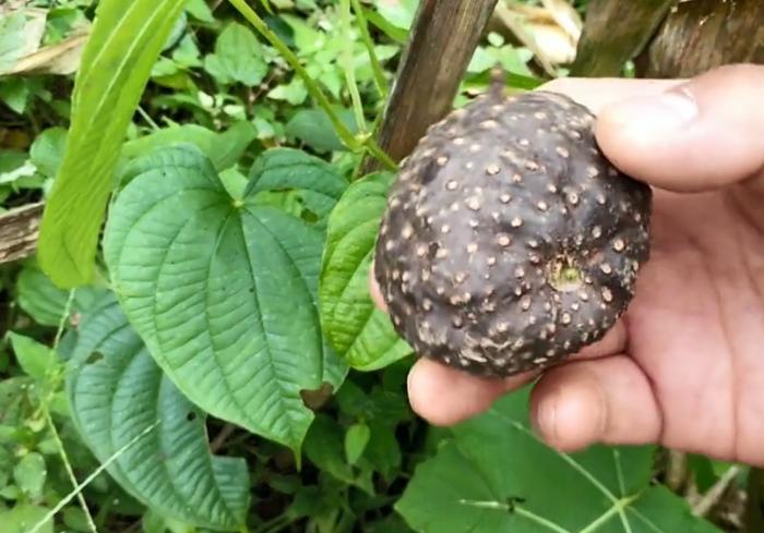 这种田间地头常见的植物，果实形似土豆，加工成药材价格不便宜