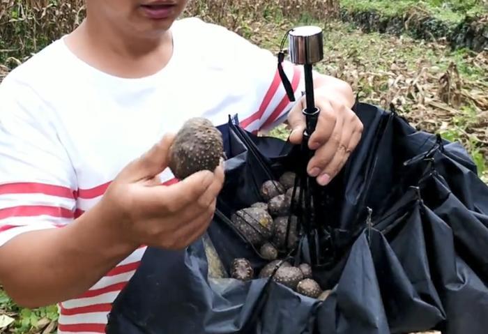 这种田间地头常见的植物，果实形似土豆，加工成药材价格不便宜