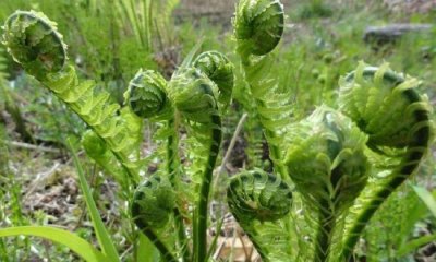 ​这种野菜烹饪有着黄瓜的香气，集中在长白山上，能长到一米多高