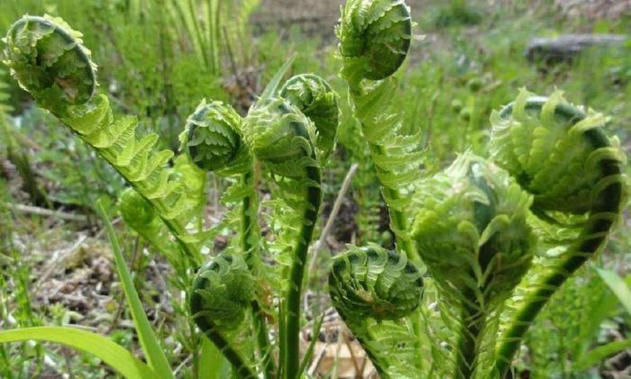 这种野菜烹饪有着黄瓜的香气，集中在长白山上，能长到一米多高