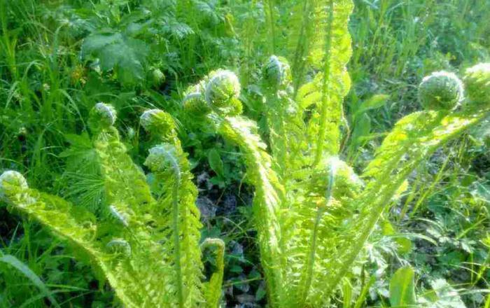 这种野菜烹饪有着黄瓜的香气，集中在长白山上，能长到一米多高