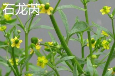 ​石龙芮和茴茴蒜的区别