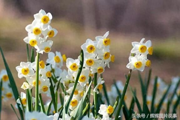 100种花开时间表（上）