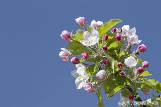 100种花开时间表（上）