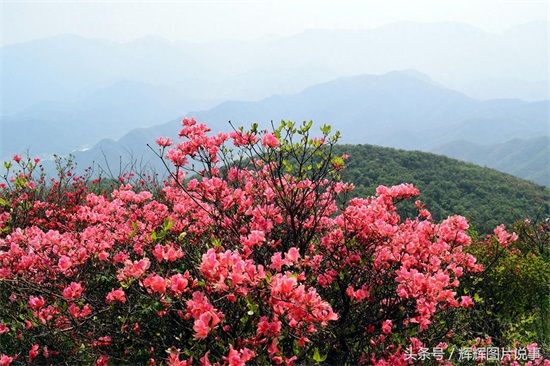 100种花开时间表（上）