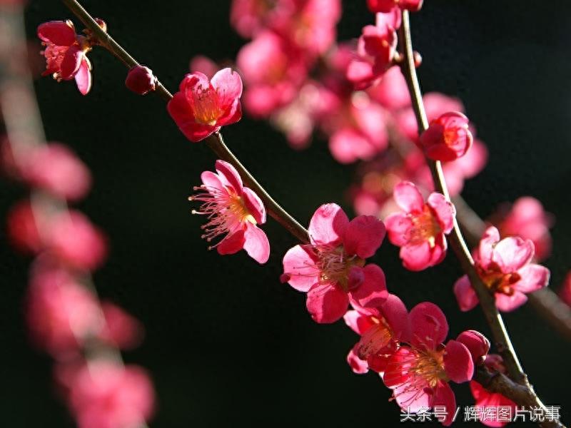 100种花开时间表（上）