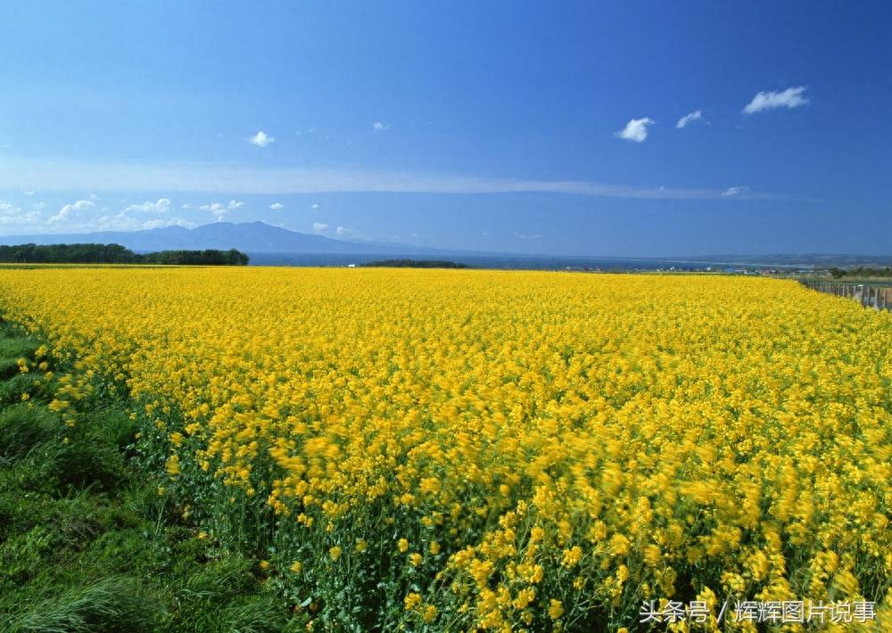 100种花开时间表（上）