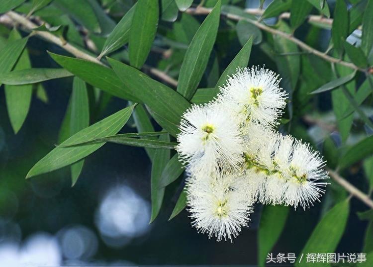 100种花开时间表（上）