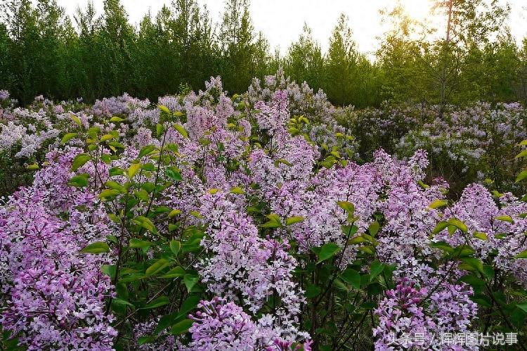 100种花开时间表（上）