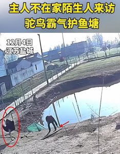 ​年度最倒霉钓鱼人？盐城男子私闯鱼塘偷钓，惨被看家鸵鸟多次打倒