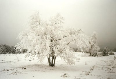 ​俗话说：大雪不冻倒春寒！大雪节气晴天，明年会有倒春寒吗？