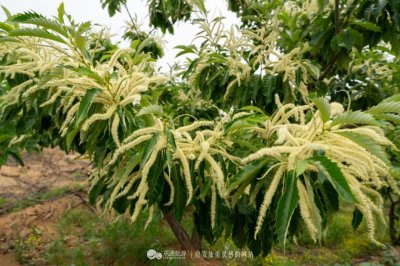 ​漫山飘来栗花香，板栗花香有传说