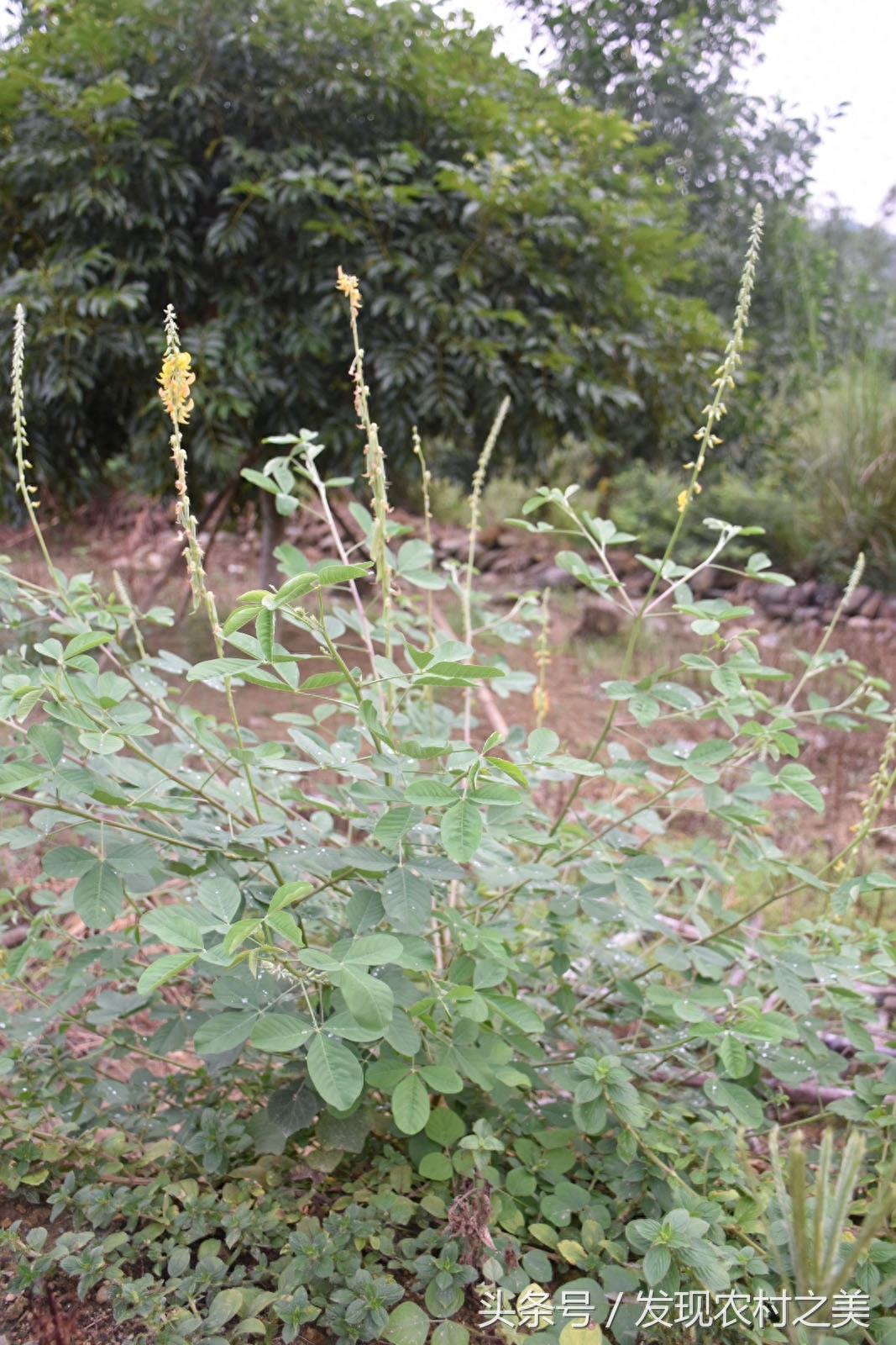 农村这种长得跟黄豆很相似的草木植物对治小儿水痘有独特的疗效