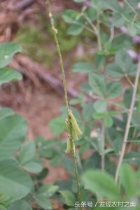 ​农村这种长得跟黄豆很相似的草木植物对治小儿水痘有独特的疗效